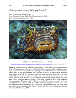Chilomycterus Schoepfii (Striped Burrfish)