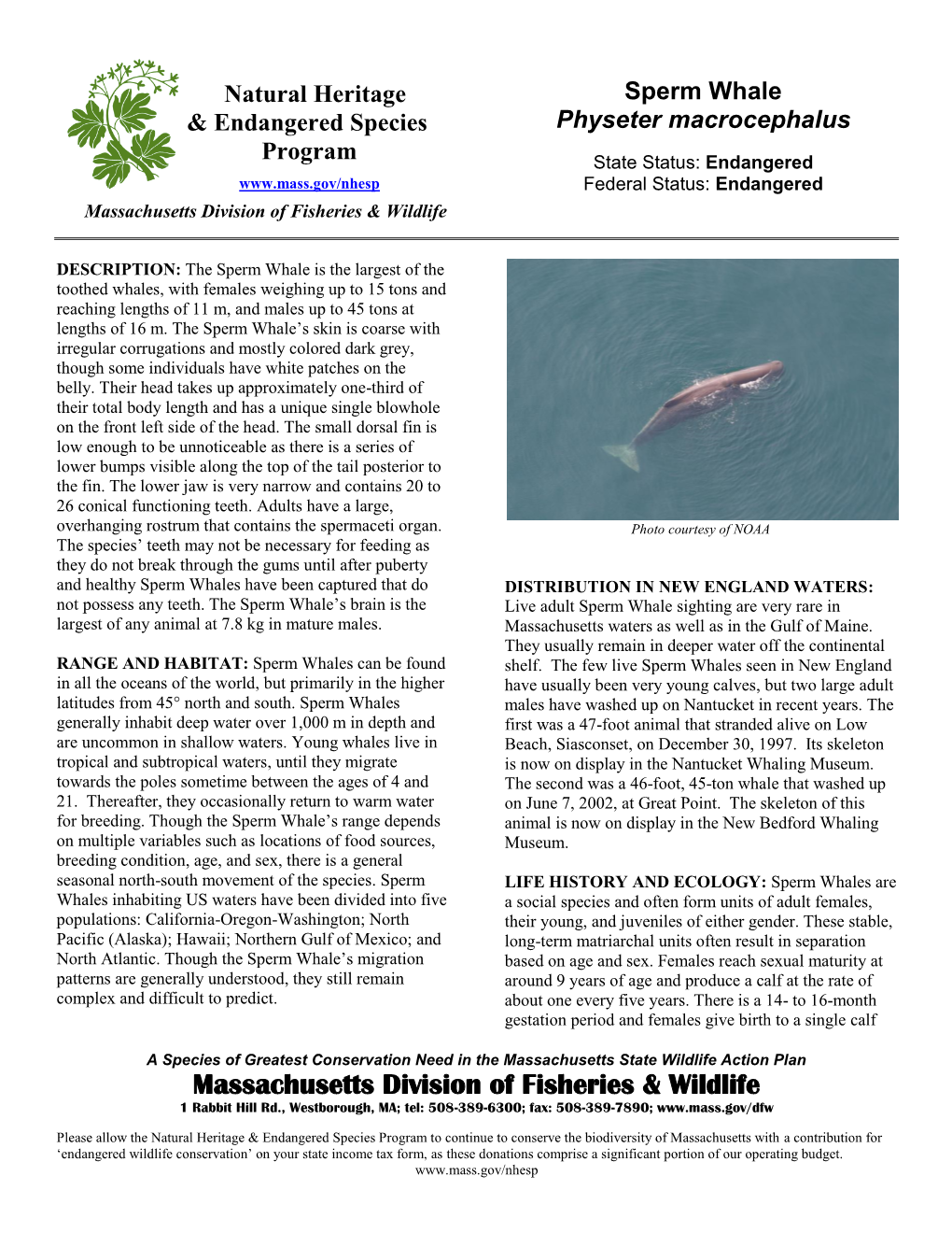 Sperm Whale & Endangered Species Physeter Macrocephalus