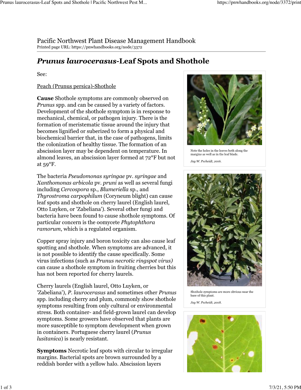 Prunus Laurocerasus-Leaf Spots and Shothole | Pacific Northwest Pest