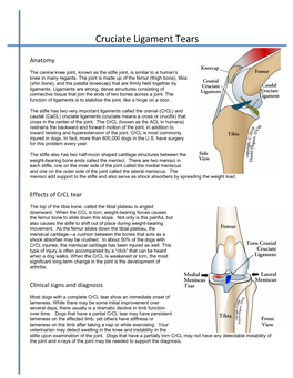 Cruciate Ligament Tears