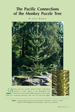 The Pacific Connections of the Monkey Puzzle Tree
