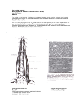 Sub-Lumbar Muscles an In-Depth Study of the Sub-Lumbar Muscles in the Dog