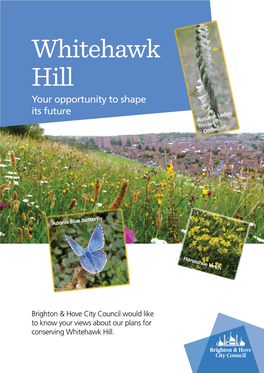 Whitehawk Hill Your Opportunity to Shape Its Future Autumn Ladies Tresses – Orchid