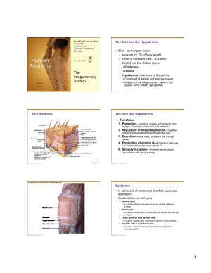 The Integumentary System, but Shares Some of Skin’S Properties