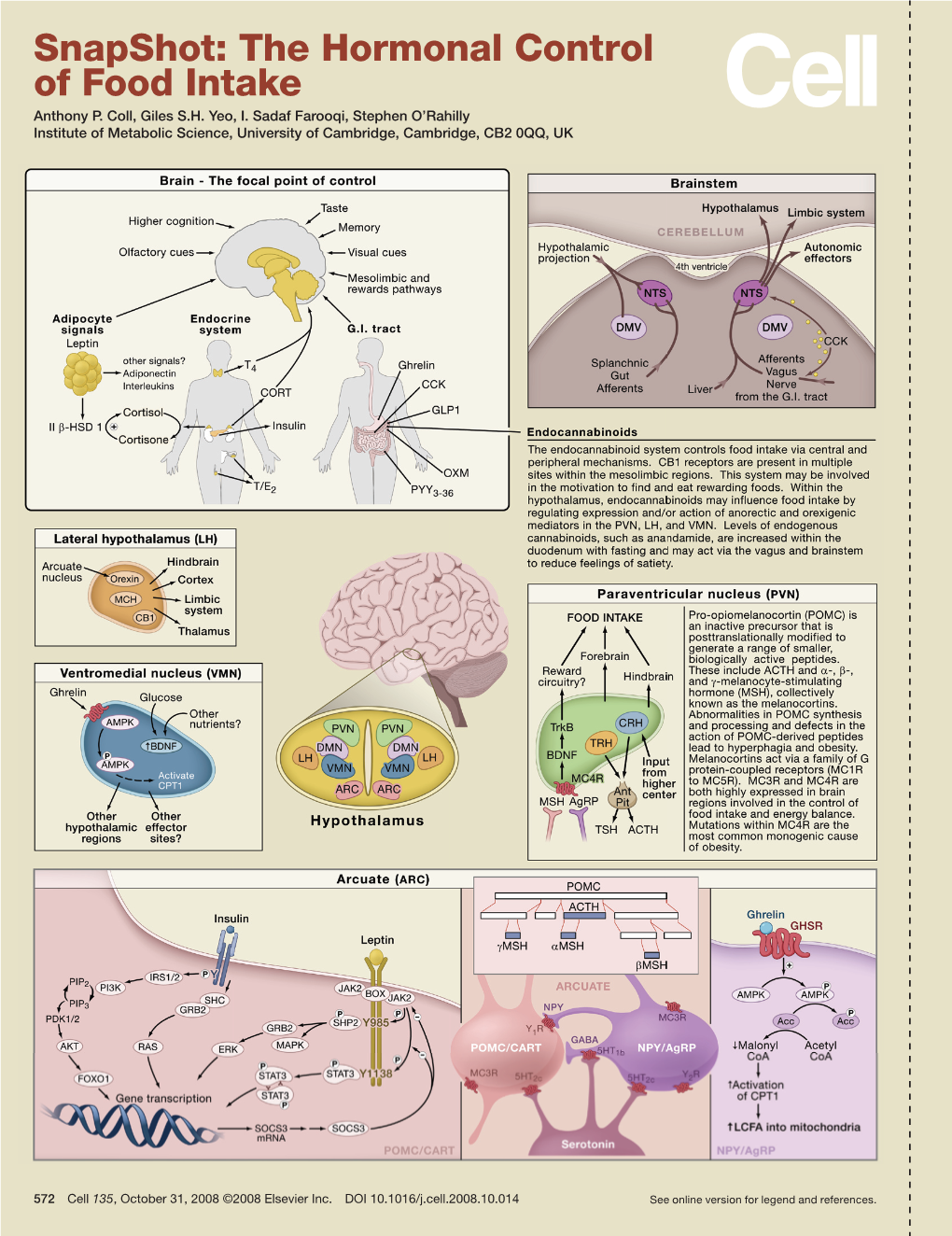 Snapshot: the Hormonal Control of Food Intake Anthony P