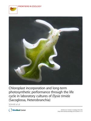 Chloroplast Incorporation and Long-Term Photosynthetic Performance Through the Life Cycle in Laboratory Cultures of Elysia Timid