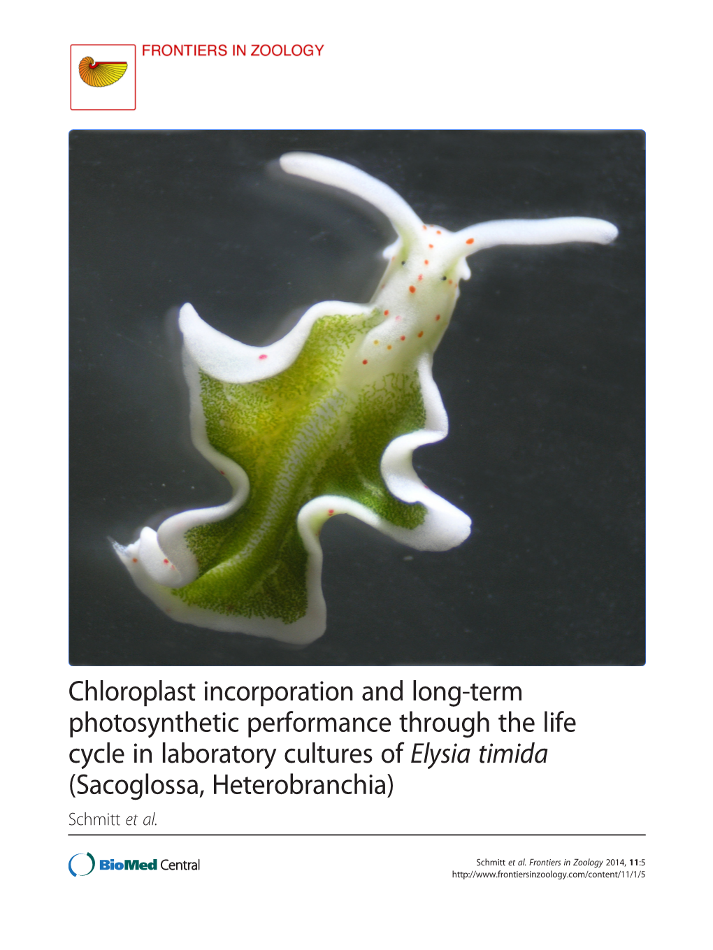 chloroplast-incorporation-and-long-term-photosynthetic-performance