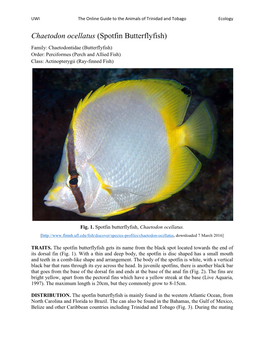 Chaetodon Ocellatus (Spotfin Butterflyfish)