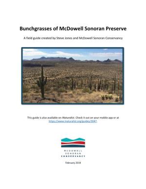 Bunchgrasses of Mcdowell Sonoran Preserve