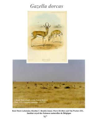 Gazella Dorcas