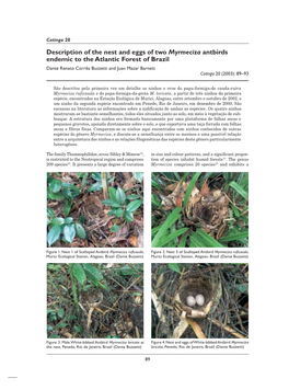 Description of the Nest and Eggs of Two Myrmeciza Antbirds Endemic To