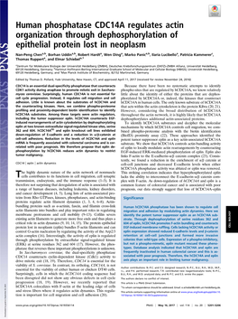 Human Phosphatase CDC14A Regulates Actin Organization Through Dephosphorylation of Epithelial Protein Lost in Neoplasm