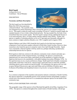 Brief Squid Lolliguncula Brevis Contributor: David Whitaker