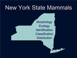 New York State Mammals