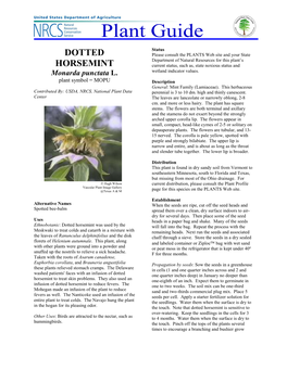 Dotted Horsemint Was Used by the Will Fall Into the Bag