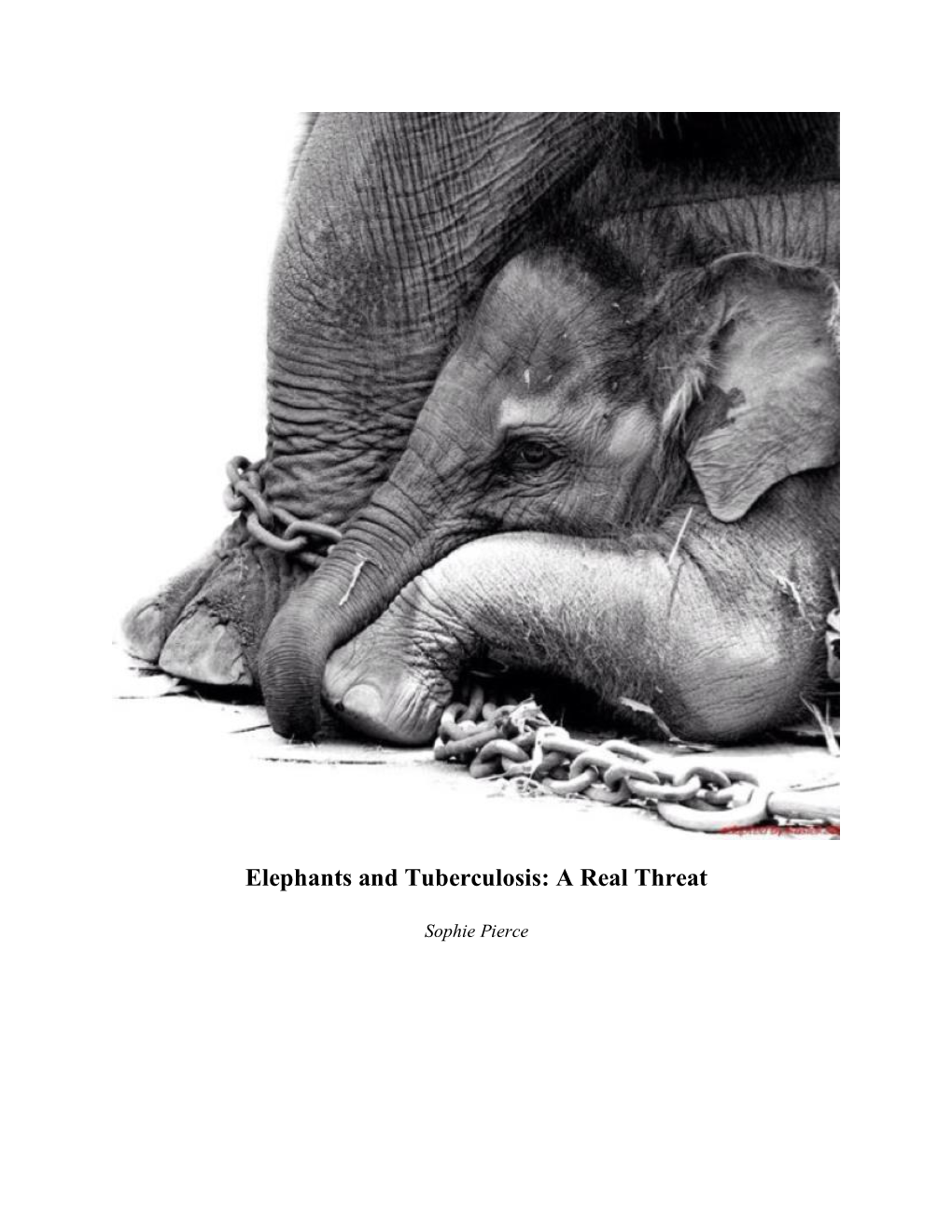 Elephants and Tuberculosis: a Real Threat