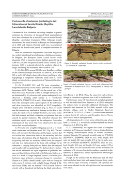 Of Lacertid Lizards (Reptilia: Lacertidae) in Bulgaria