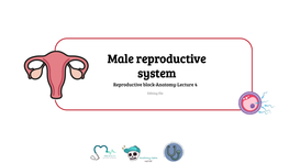 Lecture (4) Anatomy of Male Reproductive System.Pdf