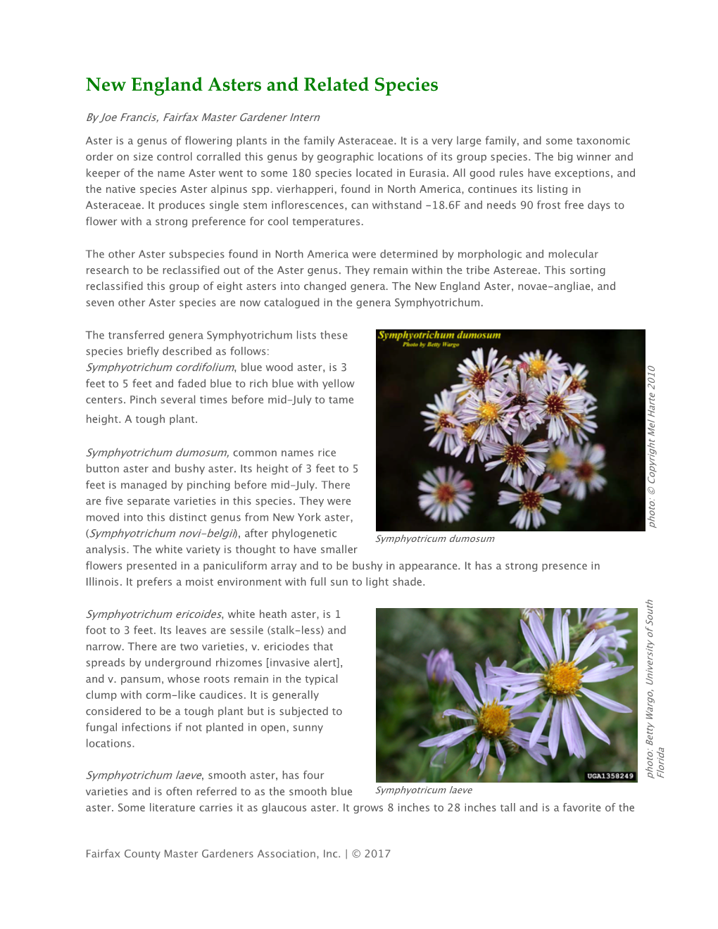 New England Asters and Related Species