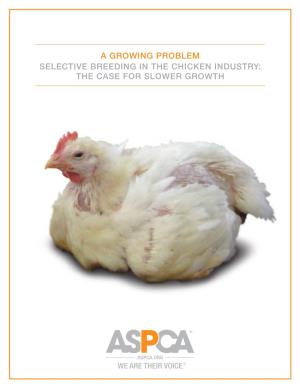 A Growing Problem Selective Breeding in the Chicken Industry