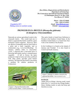 PIGWEED FLEA BEETLE (Disonycha Glabrata) (Coleoptera: Chrysomelidae)