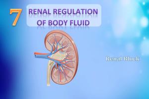 L7-Renal Regulation of Body Fluid [PDF]