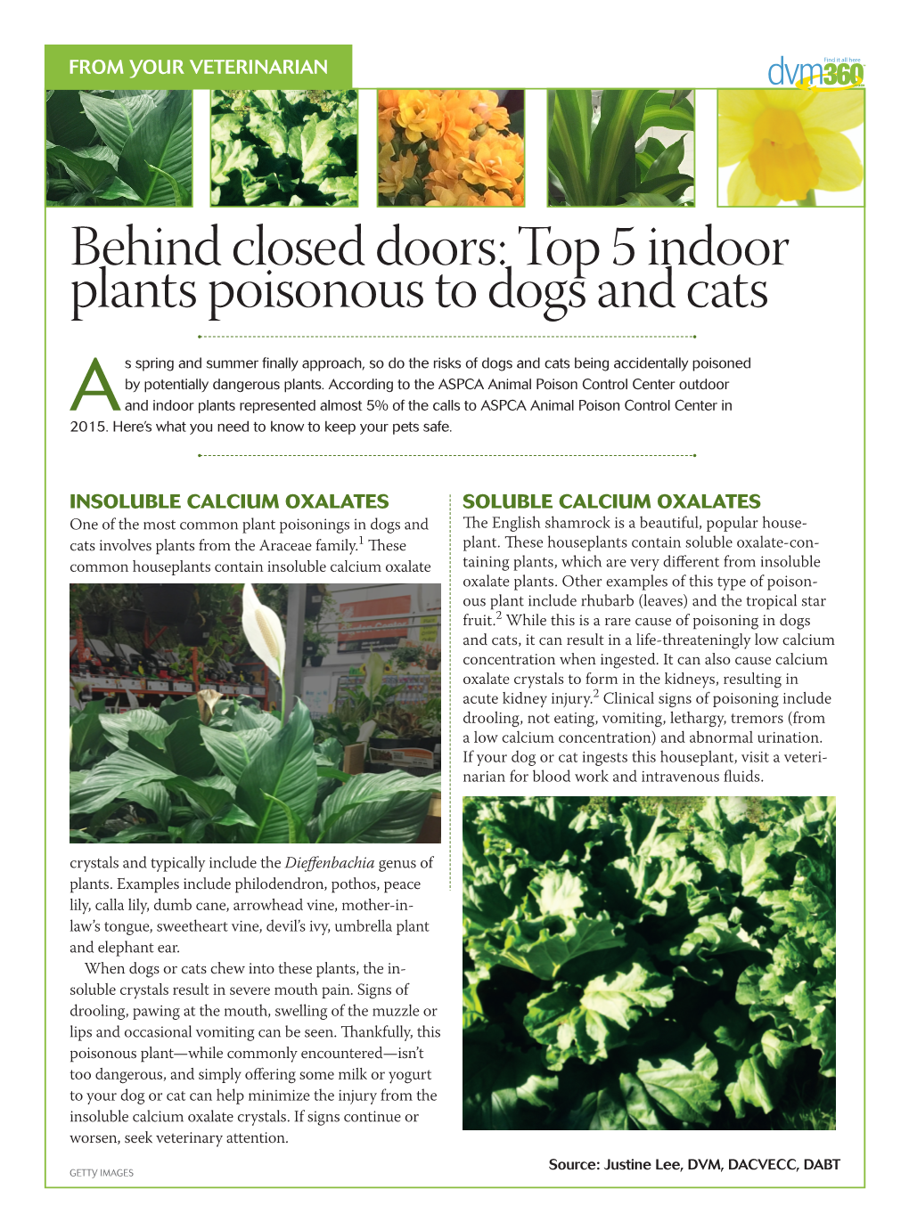 Behind Closed Doors: Top 5 Indoor Plants Poisonous to Dogs and Cats