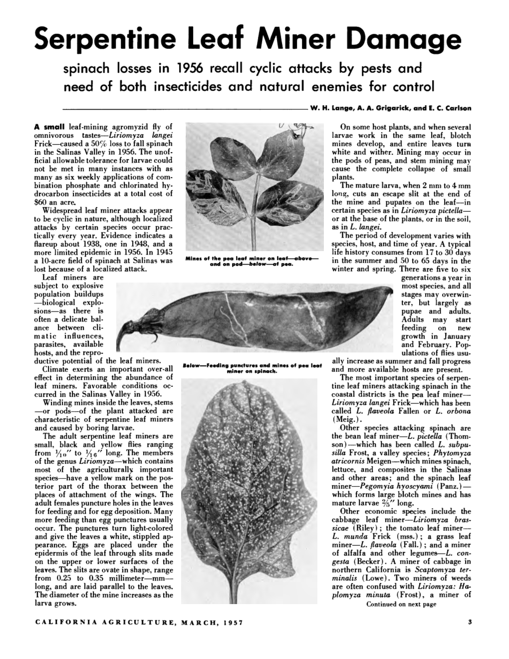 Serpentine Leaf Miner Damage