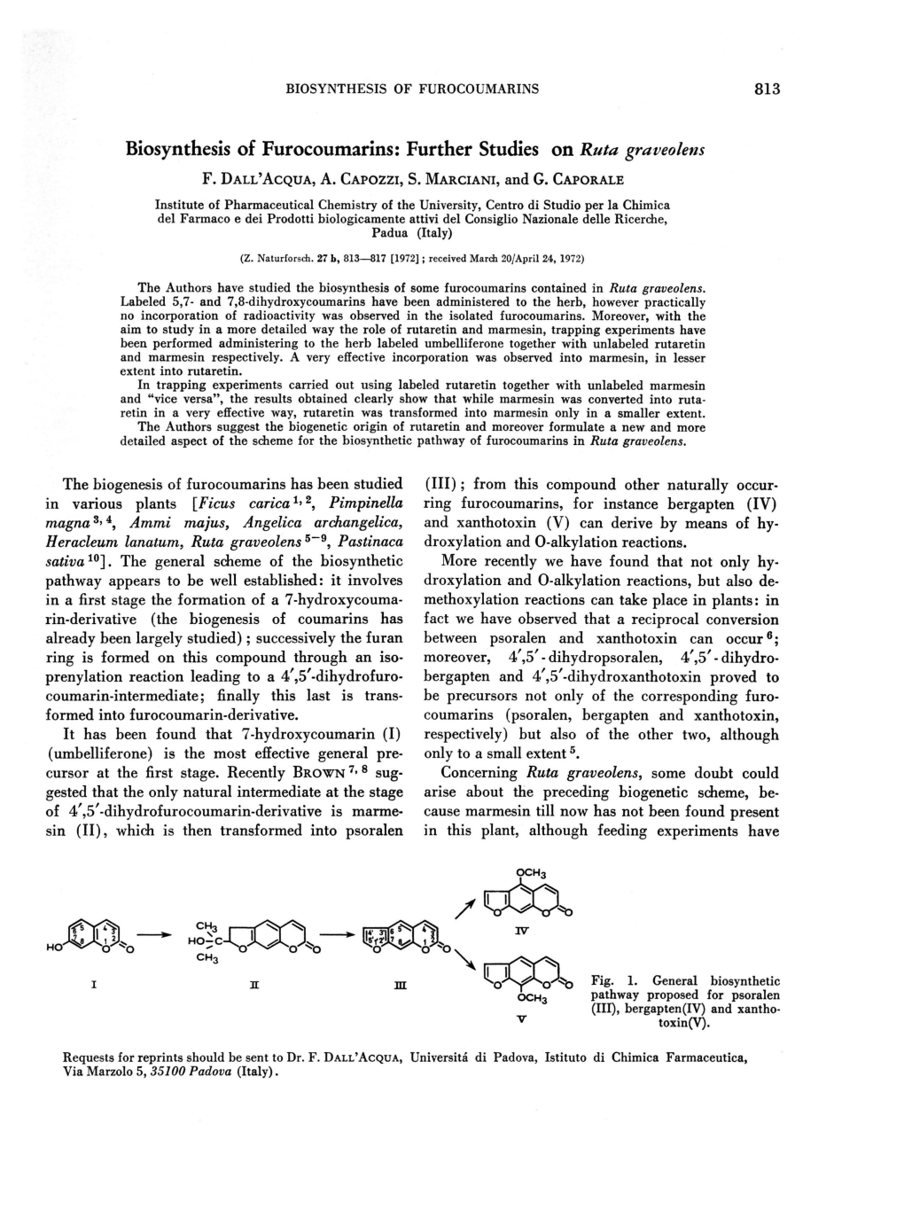 Biosynthesis of Furocoumarins: Further Studies on Ruta Graveolens