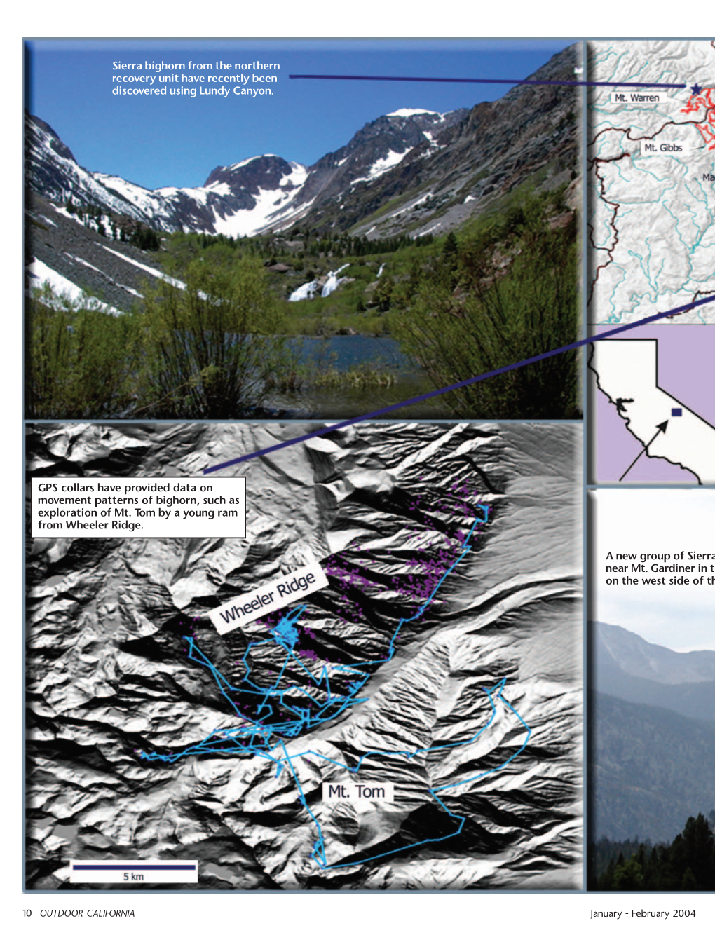 Sierra Bighorn from the Northern Recovery Unit Have Recently Been Discovered Using Lundy Canyon