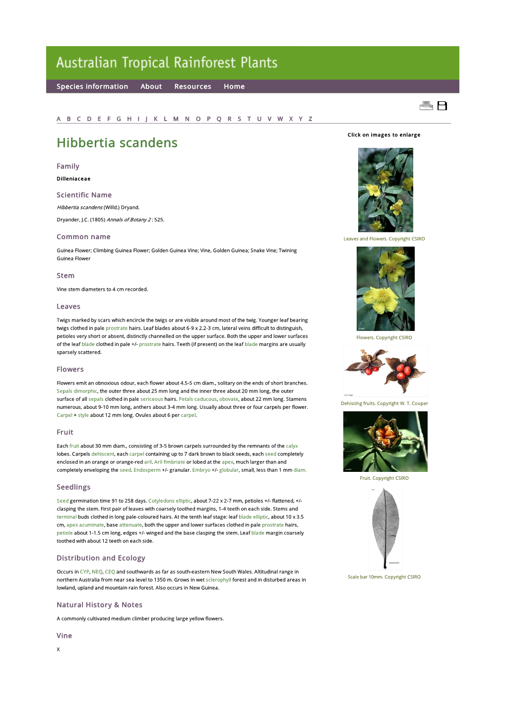 Hibbertia Scandens Click on Images to Enlarge