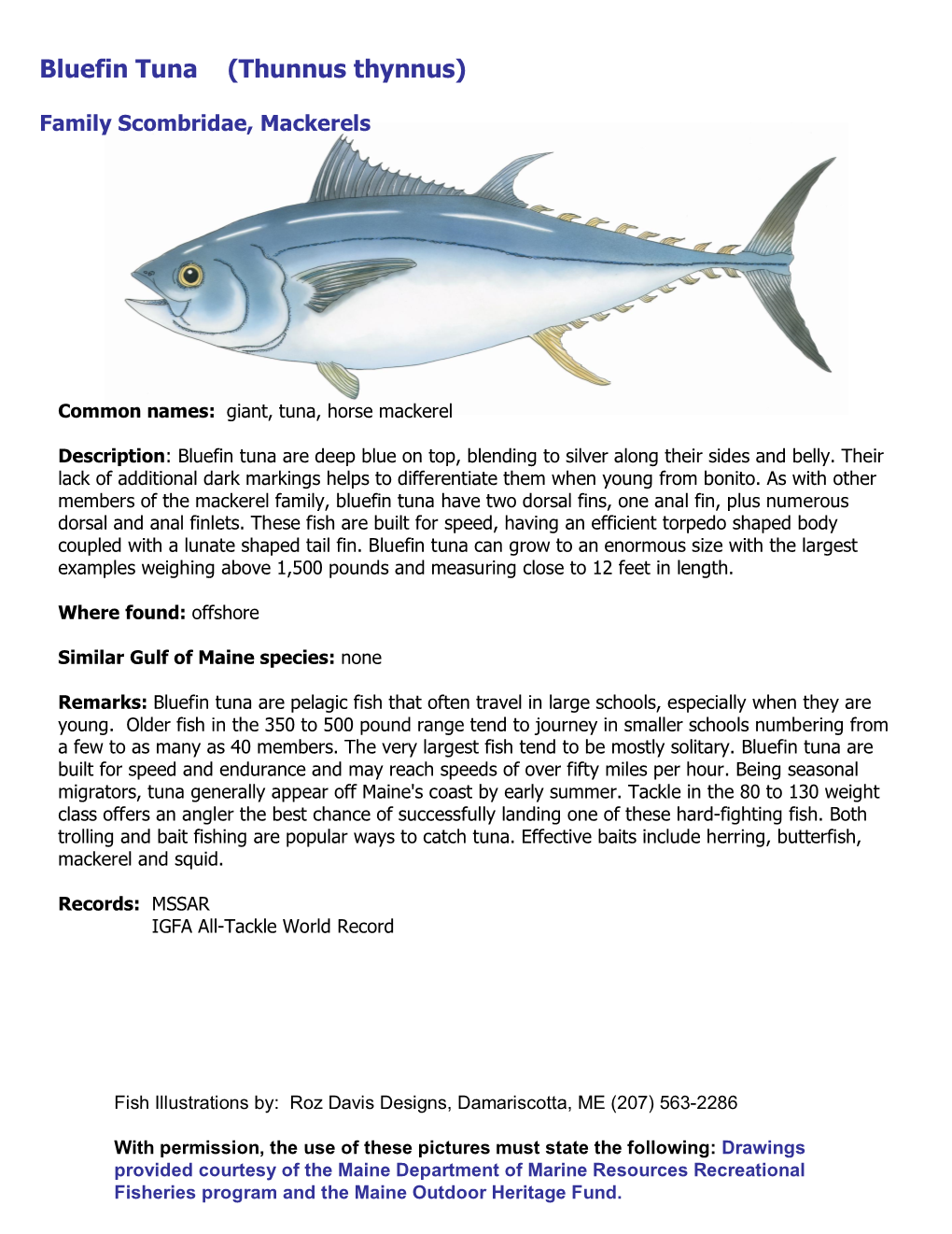 Bluefin Tuna (Thunnus Thynnus)