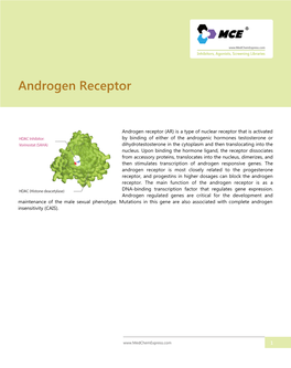 Androgen Receptor