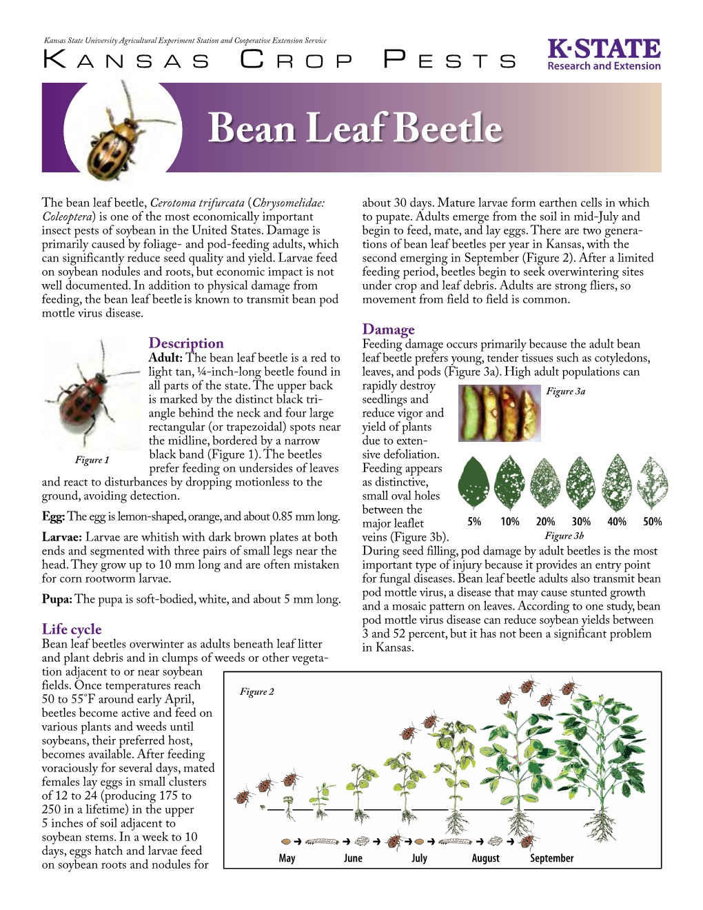 Bean Leaf Beetle