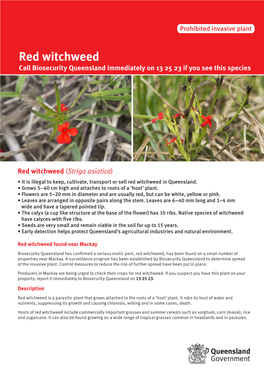 Red Witchweed Call Biosecurity Queensland Immediately on 13 25 23 If You See This Species