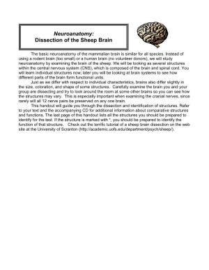 Neuroanatomy: Dissection of the Sheep Brain