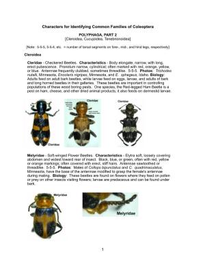 20 Polyphaga II.Pages