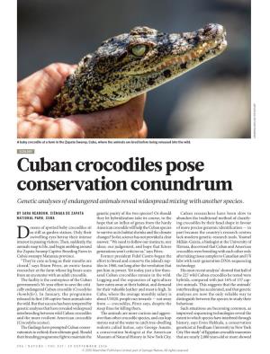 Cuban Crocodiles Pose Conservation Conundrum Genetic Analyses of Endangered Animals Reveal Widespread Mixing with Another Species