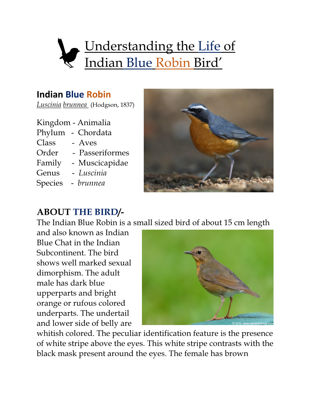 Understanding the Life of Indian Blue Robin Bird'