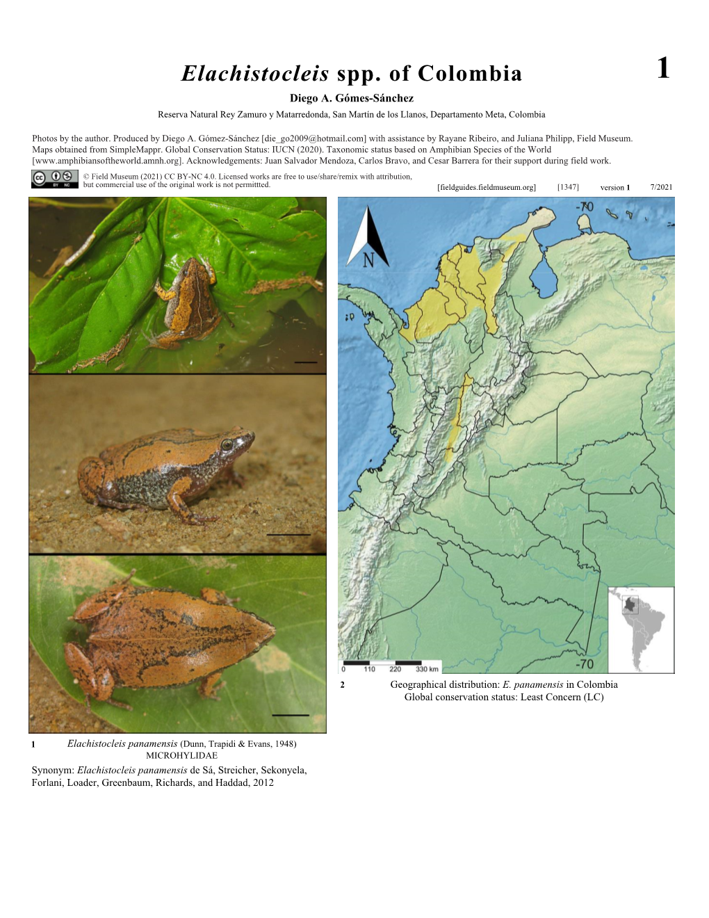 Elachistocleis Spp. of Colombia 1 Diego A