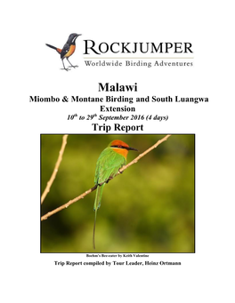 Malawi – Miombo & Montane Birding