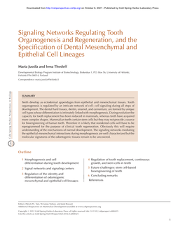 Signaling Networks Regulating Tooth Organogenesis and Regeneration, and the Speciﬁcation of Dental Mesenchymal and Epithelial Cell Lineages