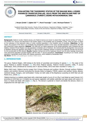 Evaluating the Taxonomic Status of the Balkan Wall Lizard Podarcis Tauricus (Pallas, 1814) from the Anatolian Part of Çanakkale (Turkey) Using Mitochondrial Dna