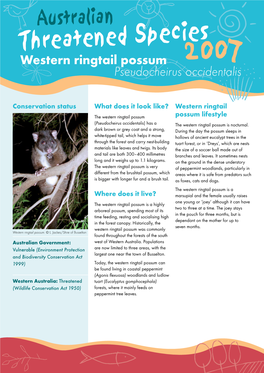 Western Ringtail Possum Possum Lifestyle (Pseudocheirus Occidentalis) Has a the Western Ringtail Possum Is Nocturnal
