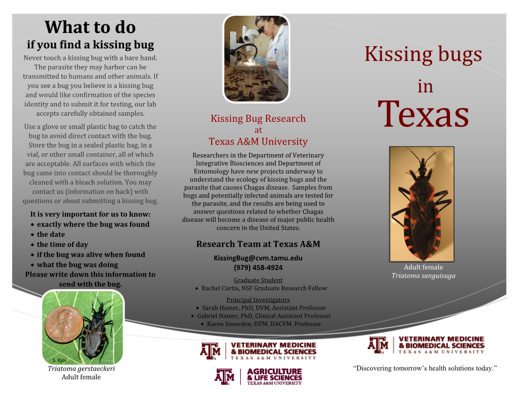 Kissing Bug Brochure