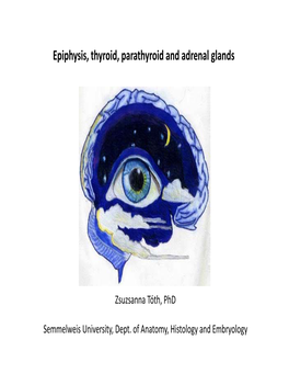 Epiphysis, Thyroid, Parathyroid and Adrenal Glands