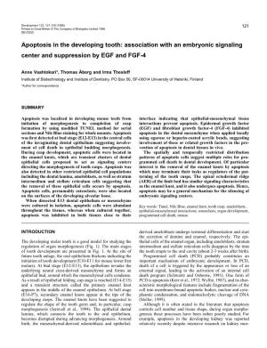 Apoptosis in the Developing Tooth: Association with an Embryonic Signaling Center and Suppression by EGF and FGF-4