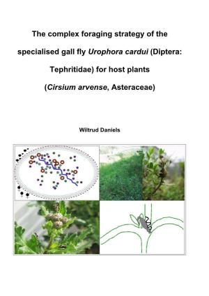 The Complex Foraging Strategy of the Specialised Gall Fly Urophora Cardui (Diptera