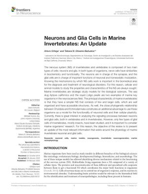 Neurons and Glia Cells in Marine Invertebrates: an Update