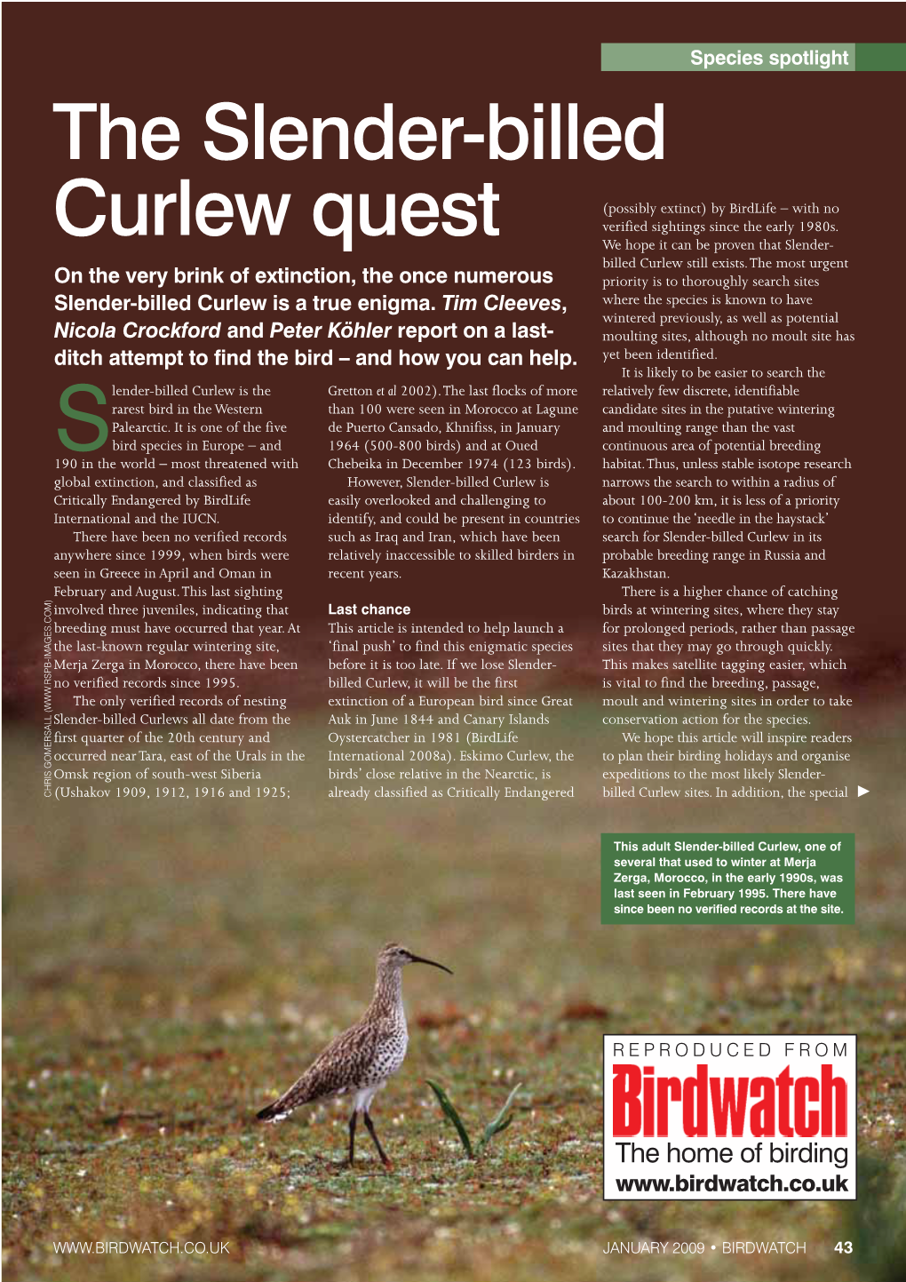 The Slender-Billed Curlew Quest